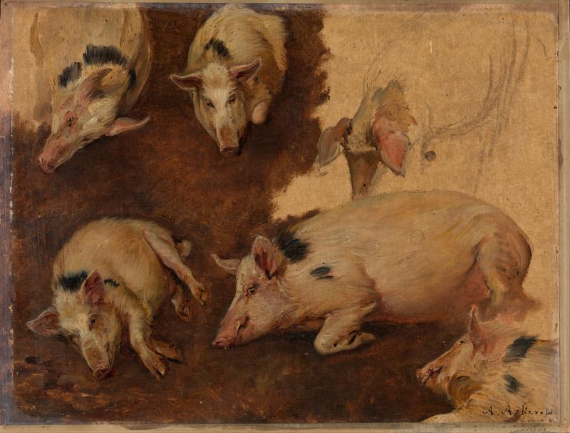 Anders Askevold - Study of six Pigs