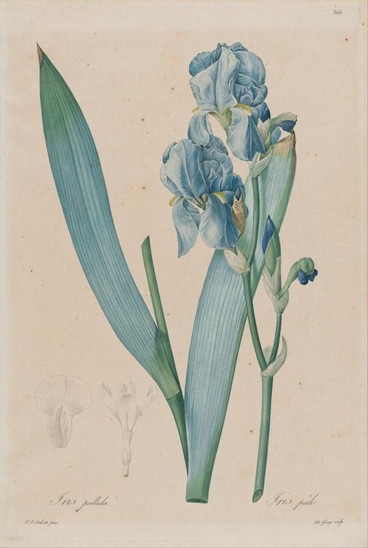 De Gouy, after Pierre- Joseph Redoute - Dalmatian Iris (Iris pallida), plate 366,