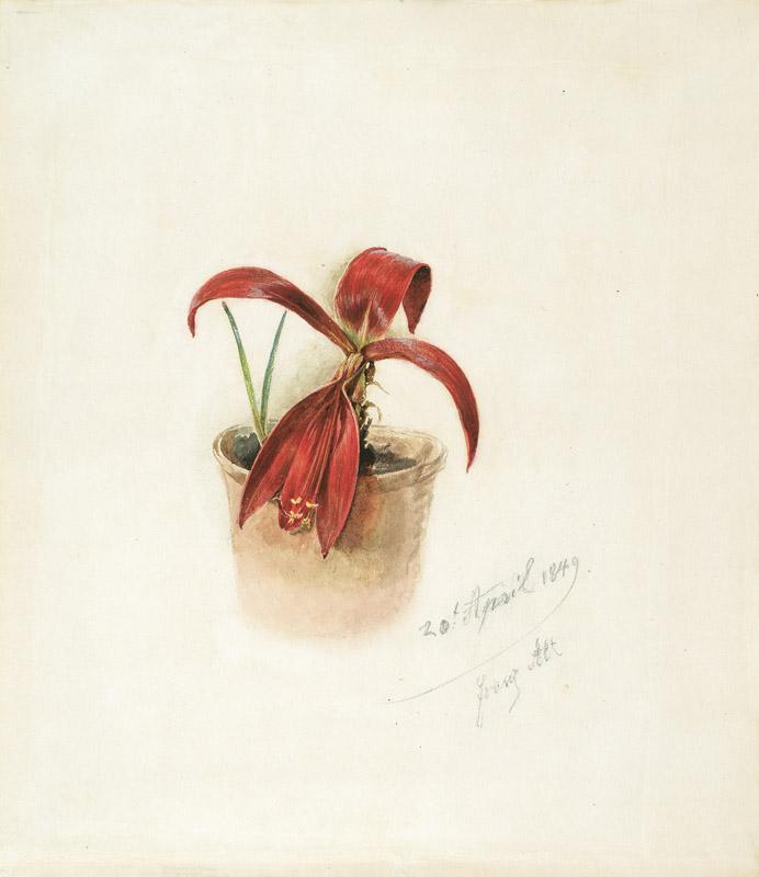 Franz Alt - Cactus in Bloom, 1849