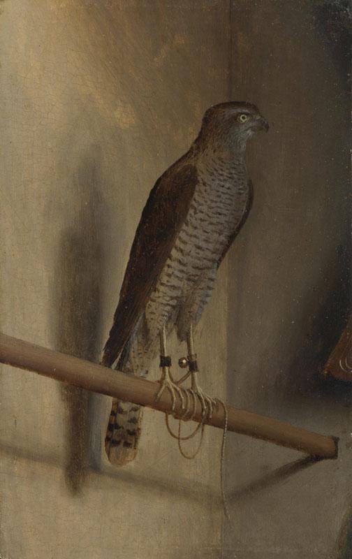 Jacopo de Barbari - A Sparrowhawk