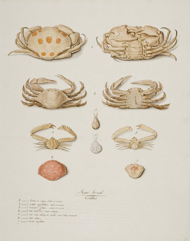 Jean Charles Verbrugge - Crabs