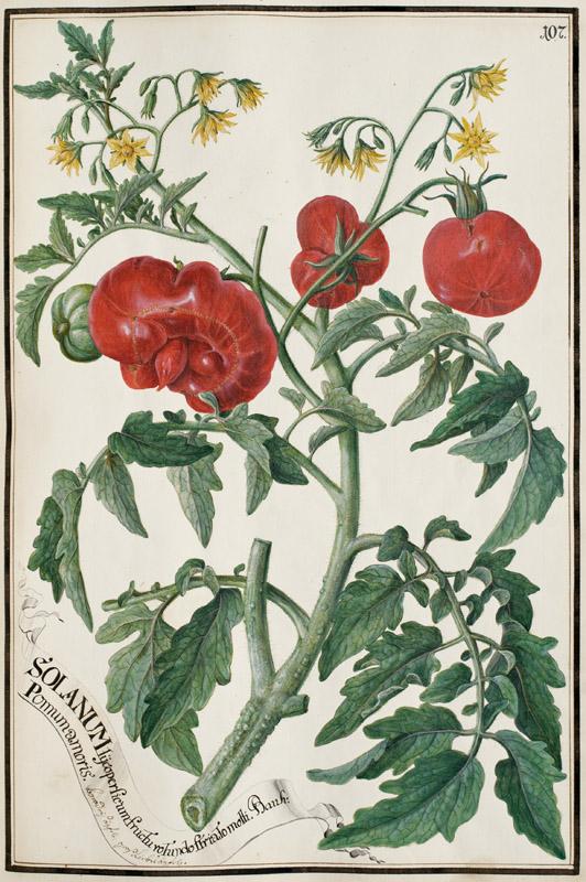 Joseph Anton Bauer - Solanum melongena L., 1776-1804