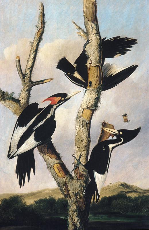 Joseph Bartholomew Kidd--Ivory-billed Woodpeckers