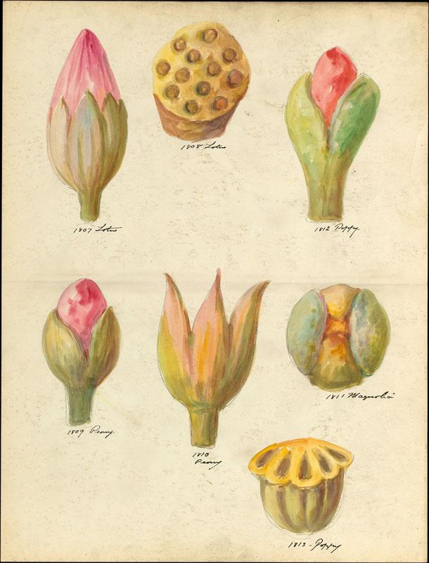 Lenox, Incorporated--Design drawing of flower buds and seedpods