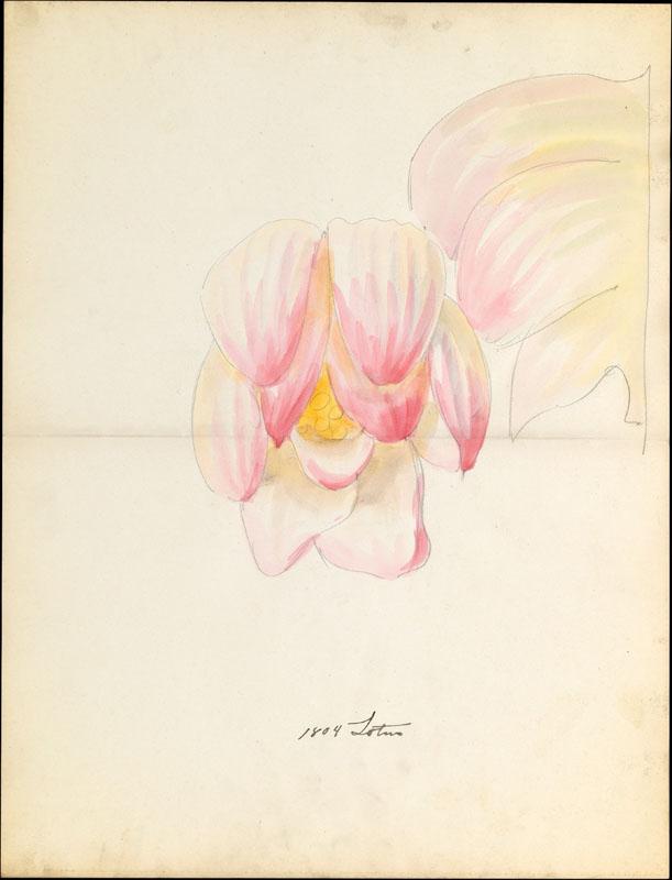 Lenox, Incorporated--Design drawing of of lotus blossom
