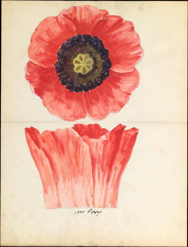Lenox, Incorporated--Design drawing of of poppy blossom