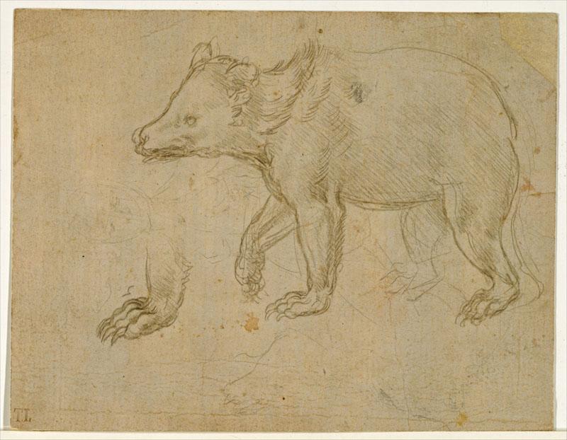Leonardo da Vinci--A Bear Walking