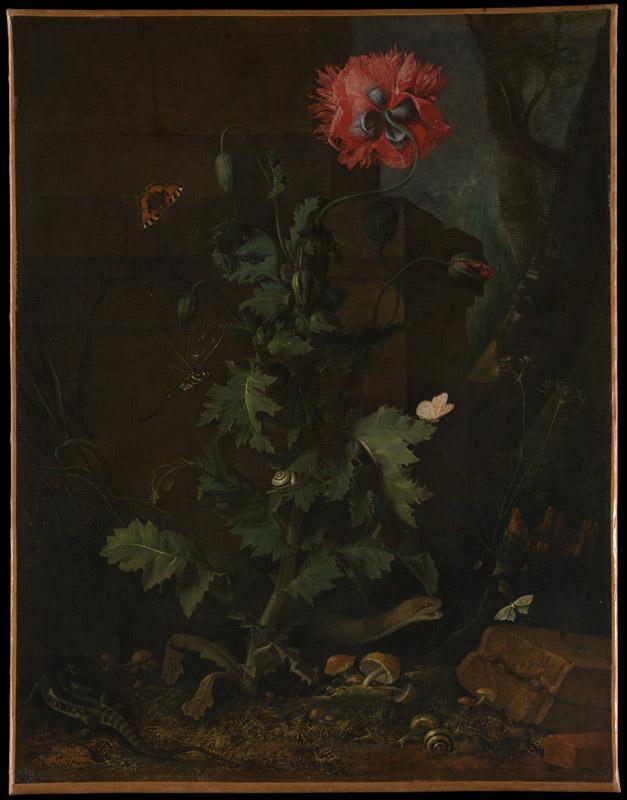 Otto Marseus van Schrieck--Still Life with Poppy, Insects, and Reptiles