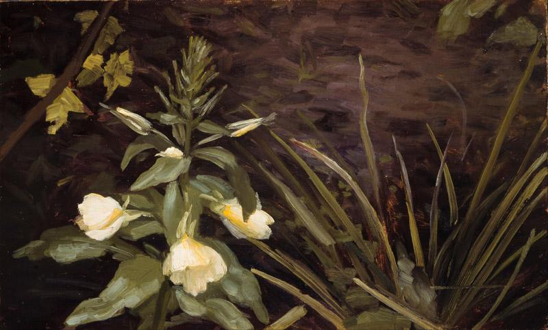 Valdemar Schonheyder Moller - Flowering evening primrose